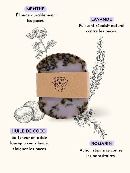 Shampoing anti-puce